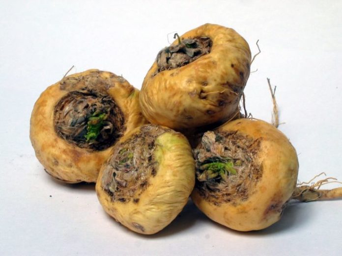 maca peruana